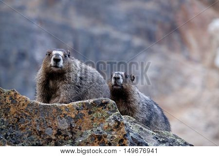 Couple of Hoary Marmots on rocks. Jasper National Park. Rocky Mountains. Alberta. Canada.