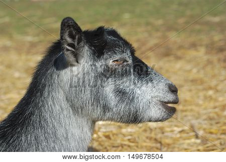 gray baby boat laying on hay in enclosure