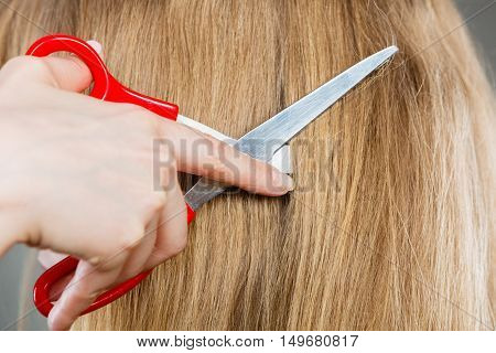 Professional and perfect image change. Close up of red big scissors cutting blonde straight long smoothy hair. Woman in barber salon.