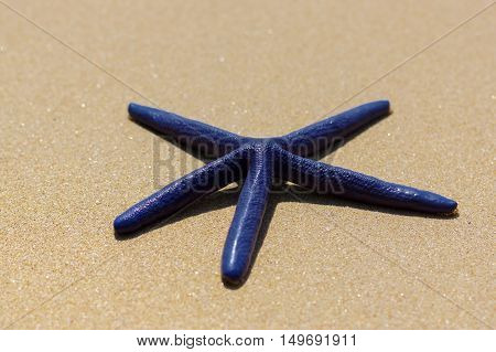 Blue starfish on the white sand in Thailand