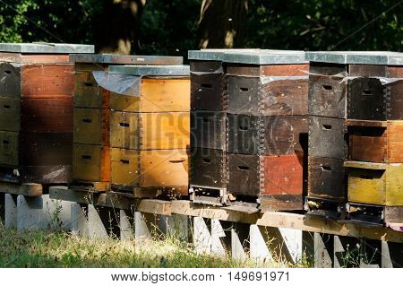 Row of wooden beehives with trees in the background