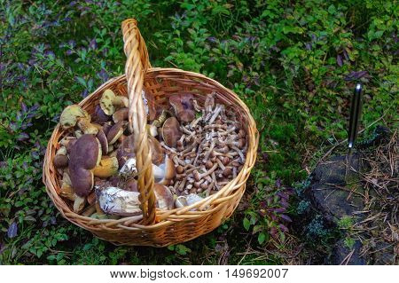 fresh picked edible forest mushrooms in a basket