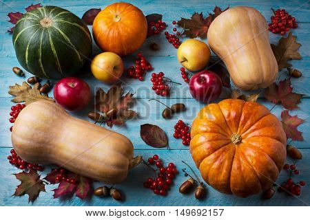 Thanksgiving concept with pumpkins and apples on blue wooden background. Thanksgiving background with seasonal vegetables and fruits. Fall background