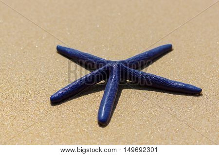 Blue starfish on the white sand in Thailand