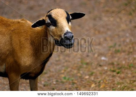 a brown goat grazing in a field sheep