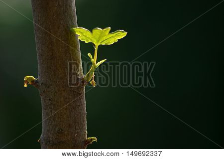 close up branch with young leaves in spring on a tree trunk