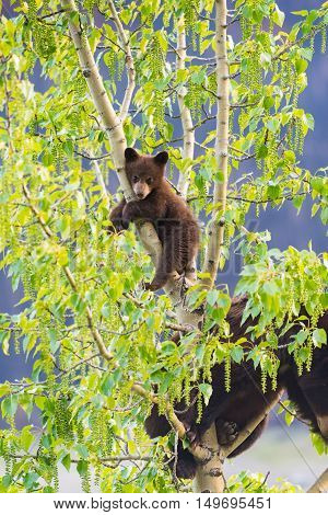 Black Bear Family In A Tree
