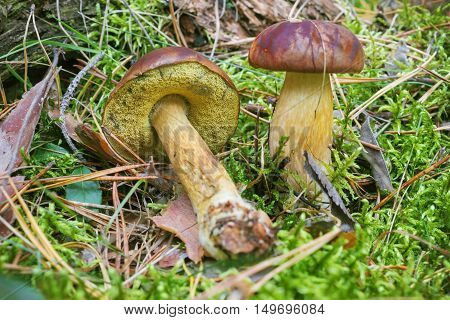 Polish Mushroom (boletus Badius), One Of The Edible Mushrooms