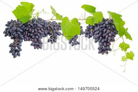 Several clusters of ripe blue table grapes hanging down and the vine from above on a light background