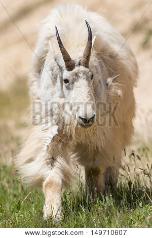 Mountain Goat (oreamnos Americanus)