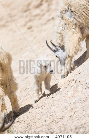 Mountain Goat (oreamnos Americanus)