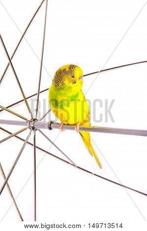 one yellow parrot budgies.Bird sit on the white umbrela.