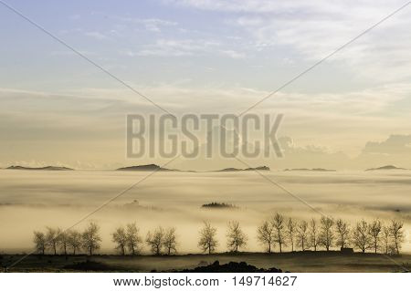 Trees set in a surreal foggy landscape