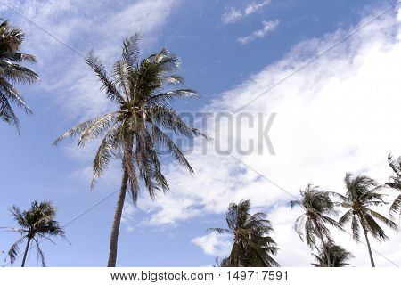 Coconut tree under blue sky nature and bright