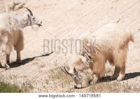Mountain Goat (oreamnos Americanus)