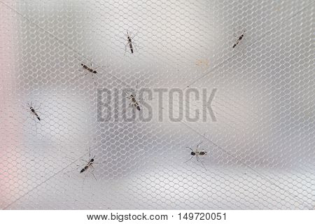 Aedes Aegypti Mosquito. Close Up A Mosquito