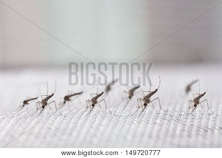 Aedes Aegypti Mosquito. Close Up A Mosquito
