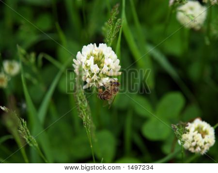 Bi på vita Clower blomman