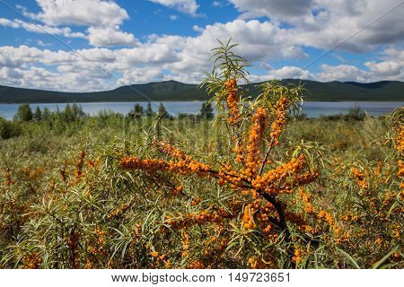sea buckthorn branches and cloud sky and lake in background in Burabai Nature National park, Kazakhstan