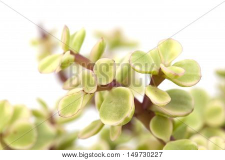 Portulacaria Afra Isolated