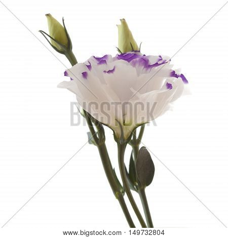 White And Blue Lisianthus Flower Isolated On White