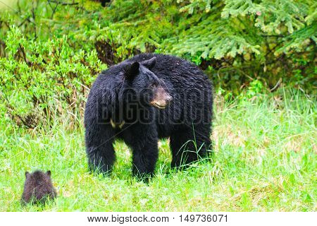 Black Bear Family