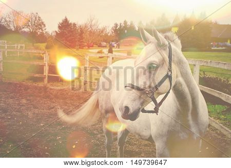 Beautiful white strong horse on farm with effects.