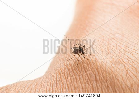 Aedes Aegypti. Close Up A Mosquito Sucking Human Blood.