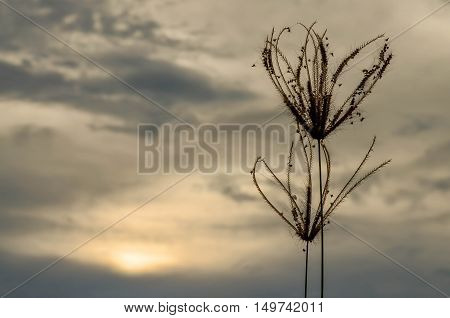Growth Growing Nature outdoor sunset sky day flower