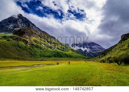 horse eating grass on Chongu pasture in Yading national level reserve