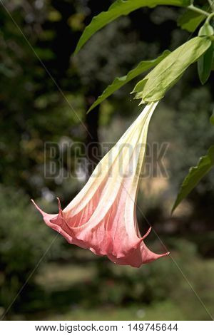 Brugmansia suaveolens Brazil's white Angel Trumpet also known as Angel's Tears on blurred background