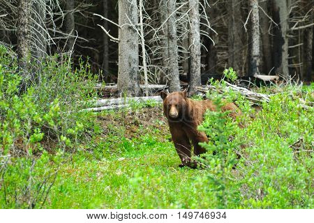 Brown Bears