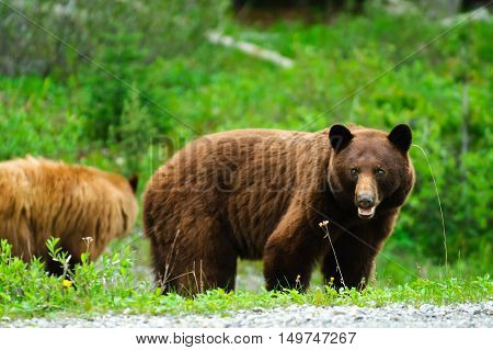 Brown Bears