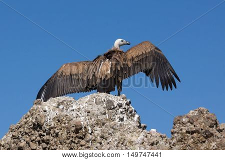 Griffon vulture over rock with outspread wings