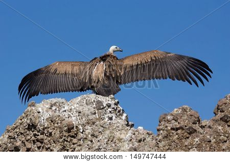 Griffon vulture over rock with outspread wings