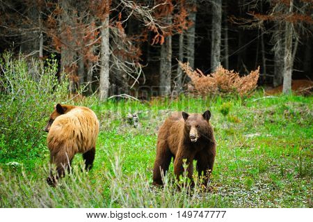 Brown Bears