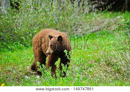 Brown Bears
