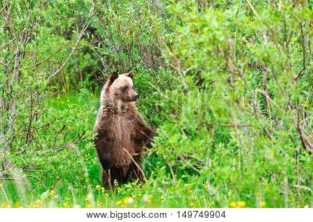 Wild Grizzly Bear Cub