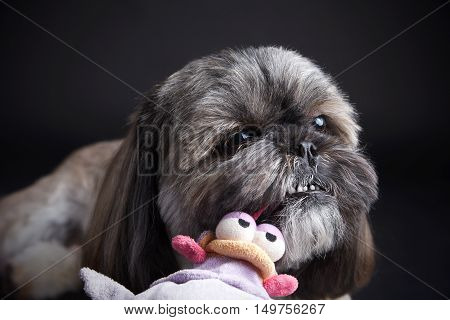 Cute litle dog playing with a stuffed animal toy