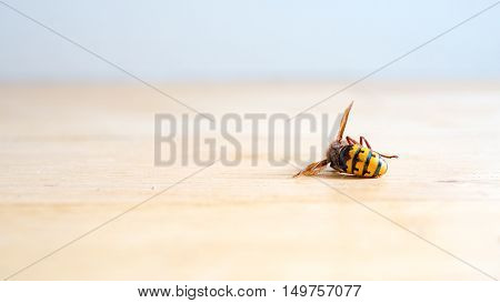 Dead European hornet Vespa crabro on bright wooden floor