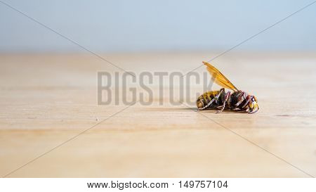 Dead European hornet Vespa crabro on bright wooden floor