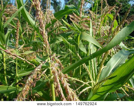 corn is bloomingclose-up of the tops of the plants