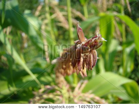 corn is bloomingclose-up of the tops of the plants