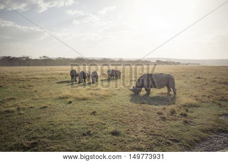 A large rhinoceros grazes on the african savanna