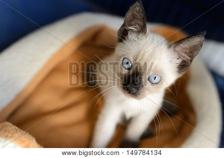 Kitten Cat is an adorable Siamese kitty looking up at you those deep blue eyes.