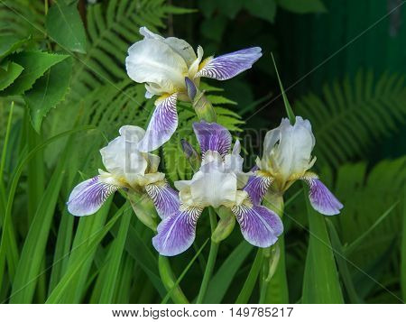 Bush of lilac white irises with green leaves into garden