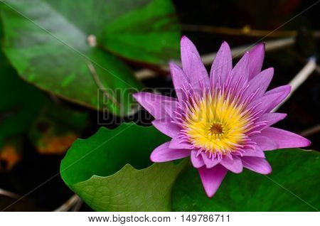purple lotus,Pollen, colorful, verbose lotus pattern, pretty, purple.