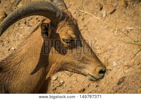 Barbary Sheep And Sunlight.