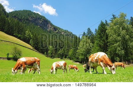 Cows on a meadow in Tyrolean Alps.