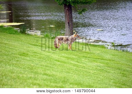 A wild coyote (Canis latrans) stands beside the shore of a small lake in the Wesmere Country Club subdivision of Joliet, Illinois during May.